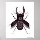 Zoek naar kevers posters Elk persoon