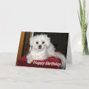Zoek naar shihtzu posters Leuk