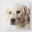 Zoek naar labrador puppy klokken Dier
