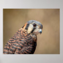 Zoek naar torenvalk posters Roofvogels