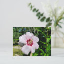 Zoek naar hibiscus briefkaarten Roze
