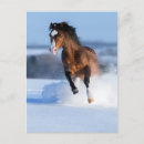 Zoek naar paarden winter briefkaarten Dier