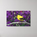 Zoek naar zangvogel kunst Wild