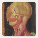 Zoek naar anatomische stickers 16th