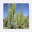 Zoek naar cactussen magneten Natuur