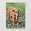 Zoek naar koeien briefkaarten Boerderijen