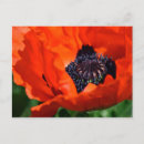 Zoek naar poppy briefkaarten Macro