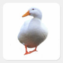 Zoek naar eenden knutsel hobby Dieren