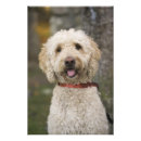 Zoek naar labradoodle kunst Dier