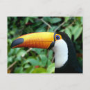 Zoek naar toekan briefkaarten Jungle