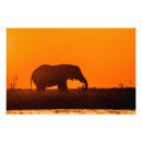 Zoek naar olifanten zonsondergang kunst Silhouet