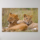 Zoek naar baby leeuw posters Safari