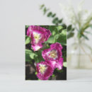 Zoek naar paarse tulpen briefkaarten Schattig