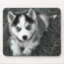 Zoek naar husky muismatten Puppy