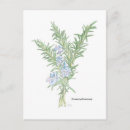 Zoek naar kruiden briefkaarten Rozemarijn