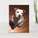 Zoek naar kuil stier kaarten Amerikaanse kuil bull terrier