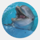 Zoek naar bruinvis stickers Water