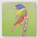 Zoek naar mannetje onderzetters Vogel