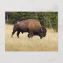 Zoek naar bison briefkaarten Wyoming
