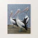 Zoek naar pelikaan puzzels Vogels