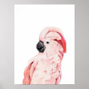 Zoek naar kaketoe posters Cockatoo
