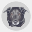 Zoek naar zwarte labrador retriever hond stickers Dier