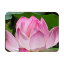 Zoek naar lotusbloem magneten Natuur