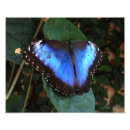 Zoek naar morpho vlinder posters Tuin