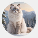 Zoek naar ragdoll kat stickers Natuur