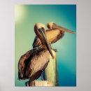 Zoek naar pelikanen posters Nautisch