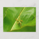 Zoek naar hagedis briefkaarten Natuur