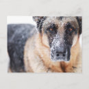 Zoek naar duitse herder briefkaarten Schatje