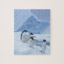 Zoek naar zeevogels puzzels Pinguïn