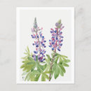 Zoek naar lupine briefkaarten Botanisch