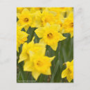 Zoek naar narcissus briefkaarten Bloem