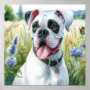 Zoek naar boksers posters Hond