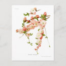 Zoek naar prunus briefkaarten Kersen