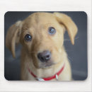 Zoek naar puppy muismatten Fotografie