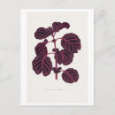 Zoek naar vintage botanisch briefkaarten Vintage botanische illustratie