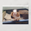 Zoek naar pop briefkaarten Grappig