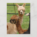 Zoek naar alpacas briefkaarten Boerderij