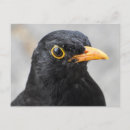 Zoek naar vogeltje briefkaarten Geel