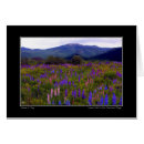 Zoek naar lupine briefkaarten Bergen