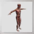 Zoek naar spierstelsel posters Brachioradialis