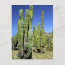 Zoek naar pipe organ briefkaarten Cactus