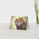 Zoek naar rode panda kaarten Voor iedereen