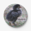 Zoek naar kippen borden Vogels