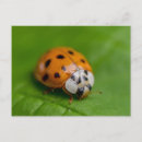 Zoek naar ladybird briefkaarten Lieveheersbeestje