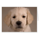 Zoek naar puppy fotografie Foto's