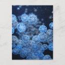 Zoek naar kwallen fotografie Vis